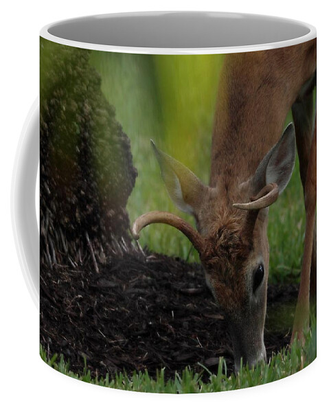 Deer Coffee Mug featuring the photograph Deer with Antlers 2 by Mingming Jiang