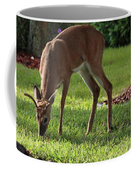 Deer Coffee Mug featuring the photograph Deer with Antlers by Mingming Jiang
