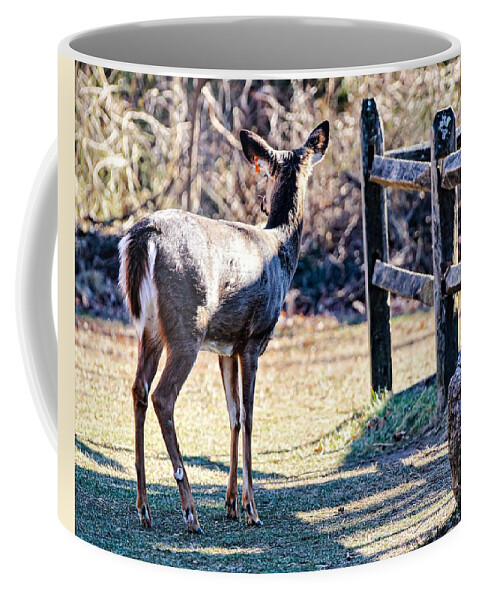 Deer Fence Coffee Mug featuring the photograph Deer3 by John Linnemeyer