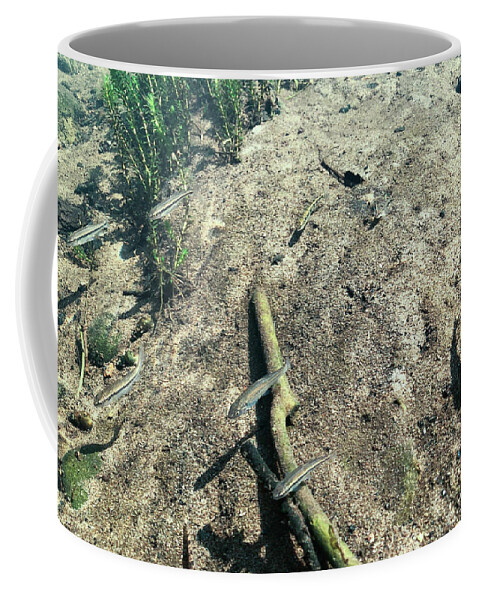 Animal Coffee Mug featuring the photograph Delaware River Underwater Scene Fish by Amelia Pearn