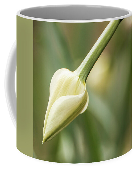 Beauty Coffee Mug featuring the photograph Delicate Daffodil Bud by Kristia Adams