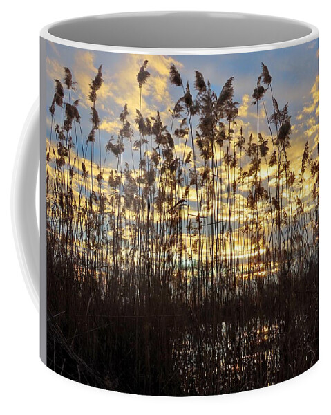 Reeds Coffee Mug featuring the photograph Delicate Natural Fencing at the Water's Edge as Evening Approaches by Linda Stern