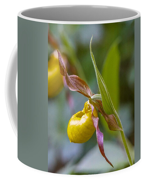 Flower Coffee Mug featuring the photograph Delicate Yellow Lady's Slipper by Susan Rydberg