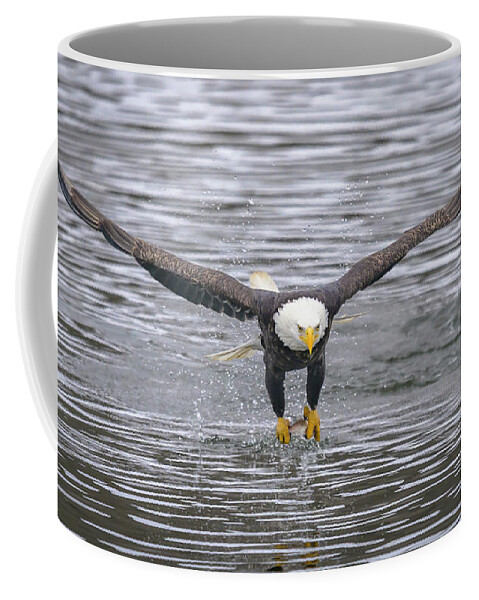 Eagle. Photograph Coffee Mug featuring the photograph Dead Nuts by Laura Hedien