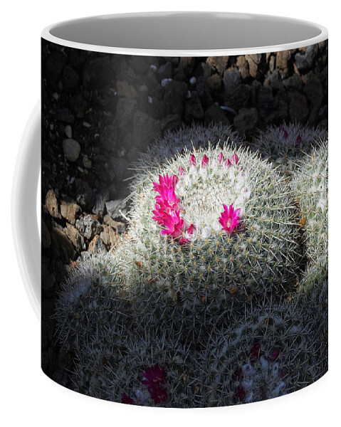 Desert Coffee Mug featuring the photograph Desert Cactus Flowers by Russel Considine