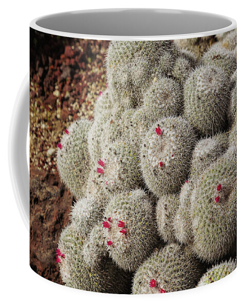 Cactus Coffee Mug featuring the photograph Desert Little Red Cactus by m by Mike-Hope by Michael Hope