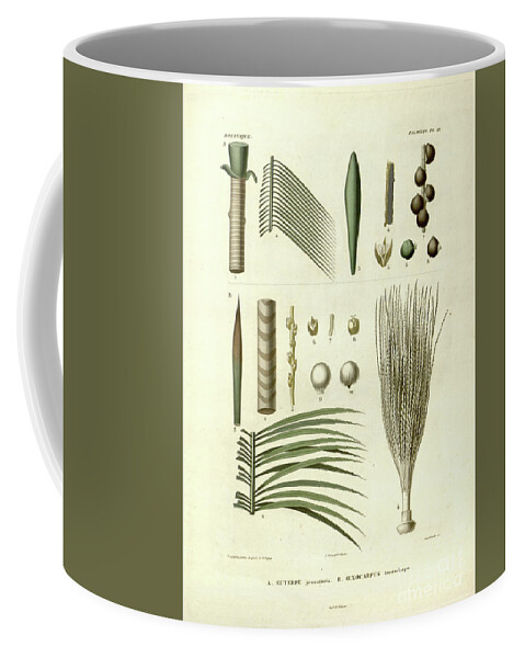 Details Coffee Mug featuring the photograph details of Palm tree parts u5 by Botany