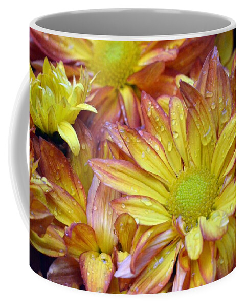 Daisy Coffee Mug featuring the photograph Dewy Pink and Yellow Daisies 2 by Amy Fose