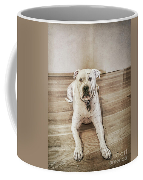 Dog Coffee Mug featuring the photograph Did I Do Something Wrong? by Elaine Teague