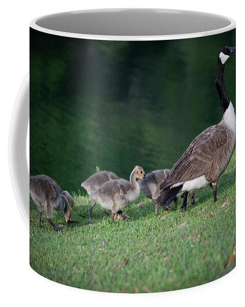 Goose Coffee Mug featuring the photograph Dinner Time - Furry Babies by Dale Powell