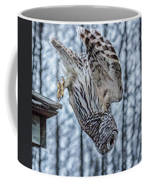 Barred Owl Coffee Mug featuring the photograph Dive by Brad Bellisle