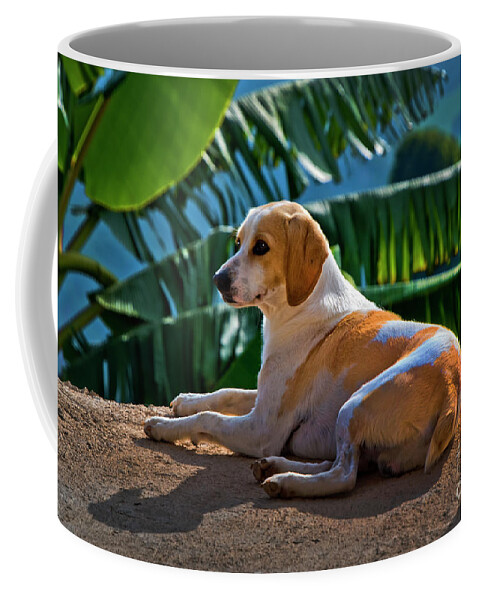 2231 Coffee Mug featuring the photograph Dog Relaxing In Tropical Fenicia by Al Bourassa