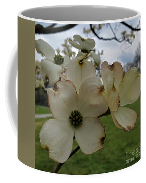 Dogwood Flower Coffee Mug featuring the photograph Dogwood by Chris Naggy