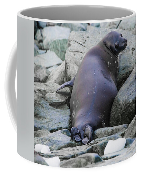 03feb20 Coffee Mug featuring the photograph Don't Look Back - Leopard Seal by Jeff at JSJ Photography
