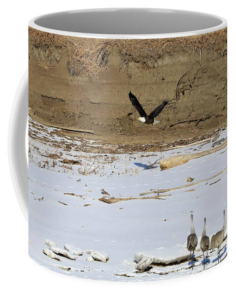 Eagle Coffee Mug featuring the photograph Don't Turn Your Back by Paula Guttilla