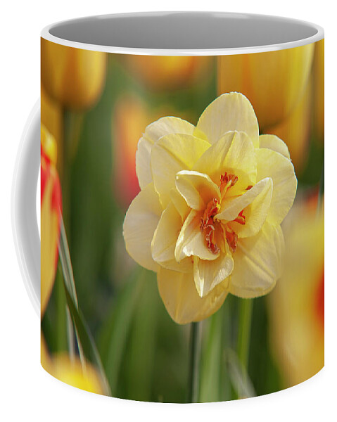 Jenny Rainbow Fine Art Photography Coffee Mug featuring the photograph Double Hybrid Yellow Narcissus Tahiti by Jenny Rainbow