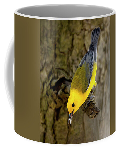 Bird Coffee Mug featuring the photograph Downward Gaze by Art Cole