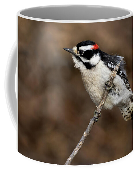 Woodpecker Coffee Mug featuring the photograph Downy by Art Cole