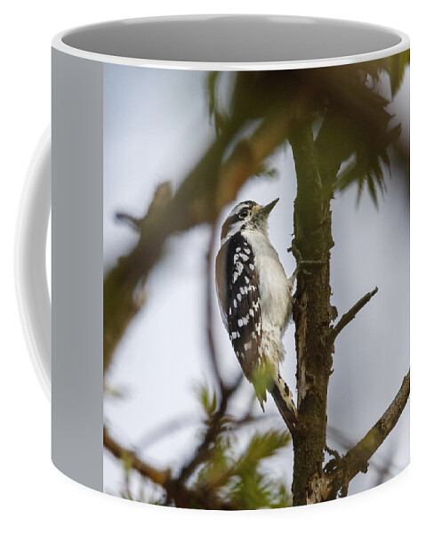 Bird Coffee Mug featuring the photograph Downy Woodpecker by David Beechum