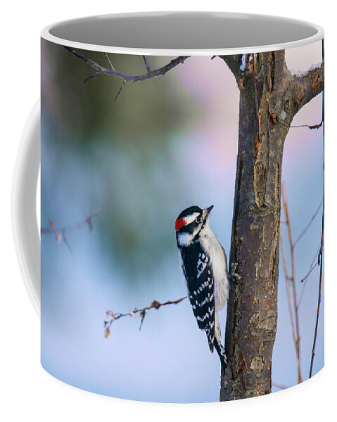 Downy Woodpecker Coffee Mug featuring the photograph Downy Woodpecker by Kristin Hatt