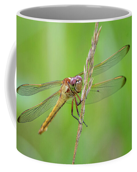 Dragonfly Coffee Mug featuring the photograph Dragonfly in the Croatan National Forest - North Carolina by Bob Decker
