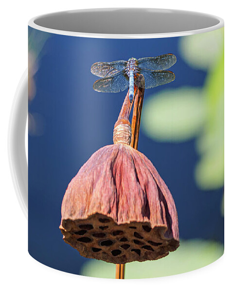 Blue Dasher Coffee Mug featuring the photograph Dragonfly on Dried Sacred Lotus by Marianne Campolongo