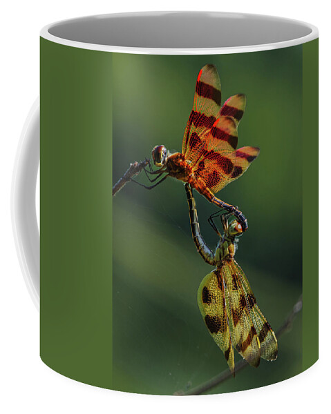 Dragonfly Coffee Mug featuring the photograph Dragonfly Wheel by Grant Twiss