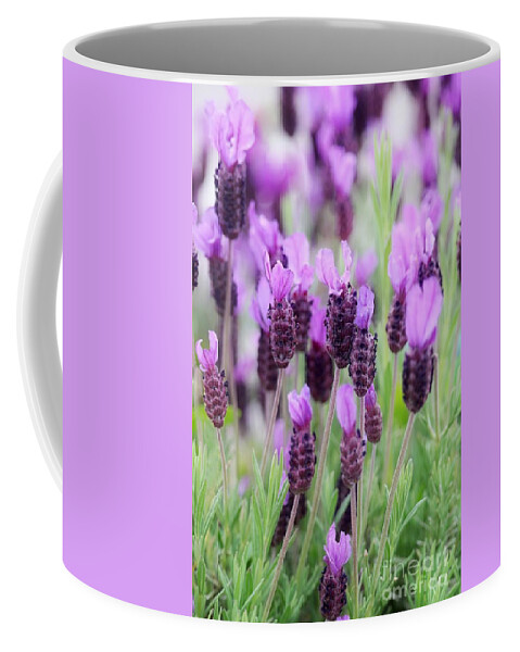 Lavender Coffee Mug featuring the photograph Dreamy Lavender by Carol Groenen