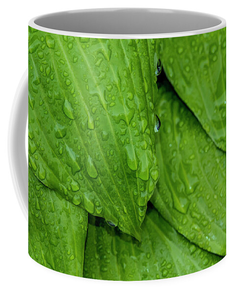 Raindrops Coffee Mug featuring the photograph Drops On Green by Cathy Kovarik