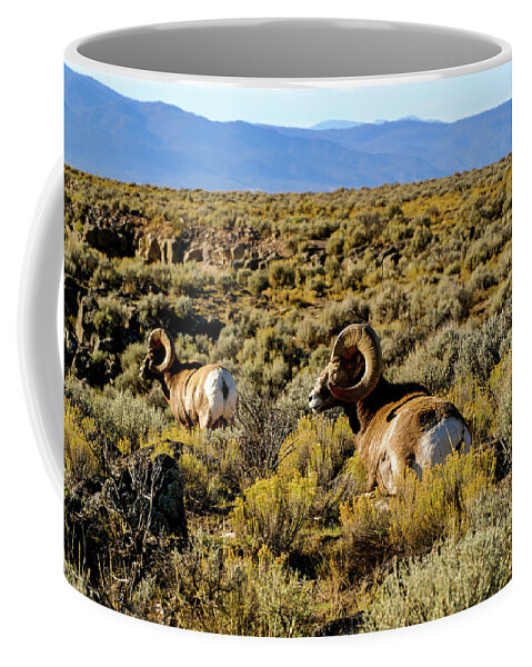 Bighorn Sheep Coffee Mug featuring the photograph Wild Bighorn Sheep - New Mexico by Earth And Spirit