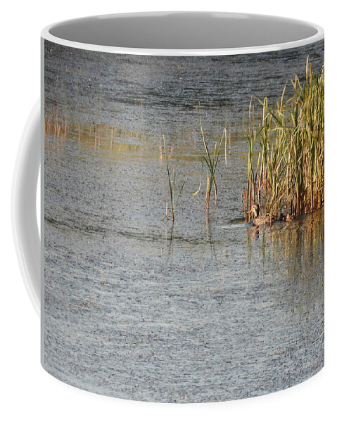 Duck Coffee Mug featuring the photograph Duck And Ducklings by Amanda R Wright