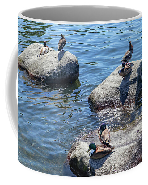 Duck Coffee Mug featuring the photograph Duck couples on a date by D Lee