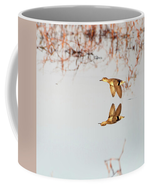 Duck Coffee Mug featuring the photograph Duck in Flight with Reflection by Flinn Hackett