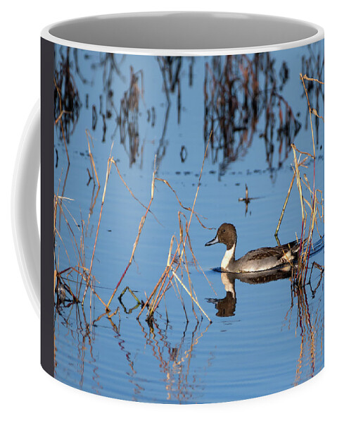 Duck Coffee Mug featuring the photograph Duck Pintail by Flinn Hackett