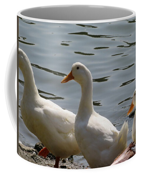 Ducks Coffee Mug featuring the photograph Ducks by Raymond Fernandez