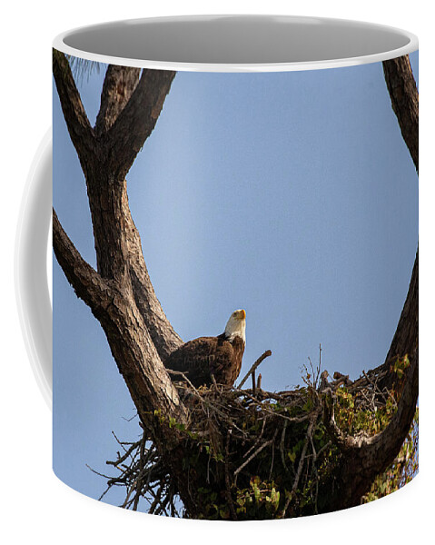 Eagle Coffee Mug featuring the photograph Eagle 2020-14 by Les Greenwood