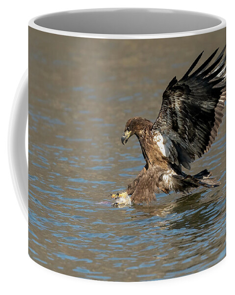 Bald Eagle Coffee Mug featuring the photograph Eagle diving into water by Sam Rino