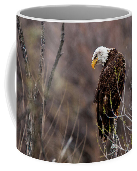 American Eagle Coffee Mug featuring the photograph Eagle Eyed Hunter by American Landscapes