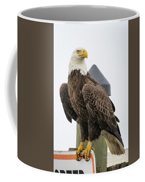 Eagle Coffee Mug featuring the photograph Eagle Perched on Sign by Tom Claud