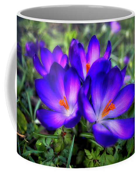 Flower Coffee Mug featuring the photograph Early Crocus by Micah Offman