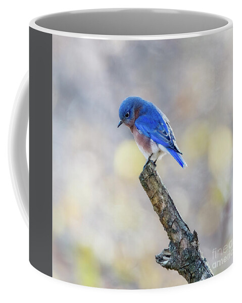 Bluebird Coffee Mug featuring the photograph Eastern Bluebird Bowed in Prayer by Sandra Rust