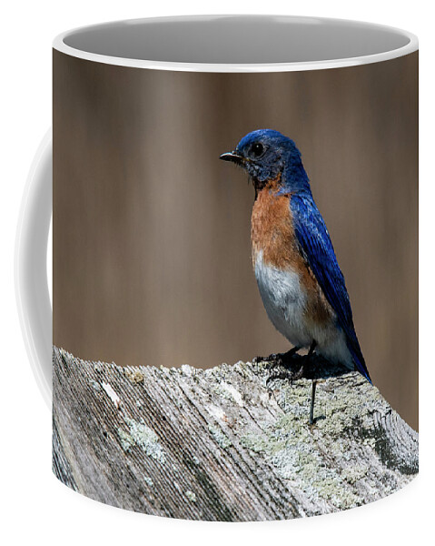 Bird Coffee Mug featuring the photograph Eastern Bluebird by Cathy Kovarik