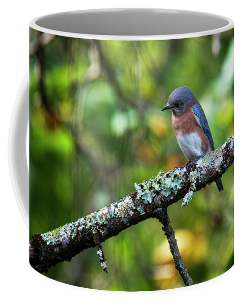 North America Coffee Mug featuring the photograph Eastern Bluebird Looking Intently by Charles Floyd