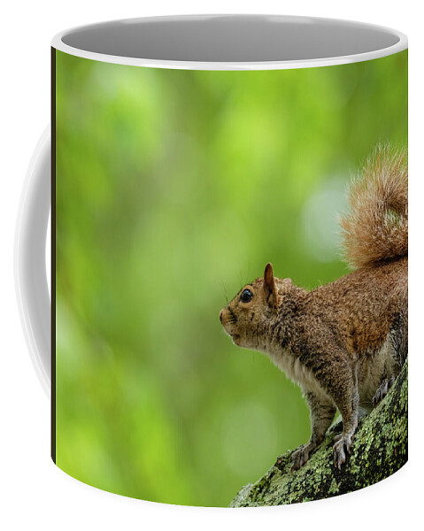 Squirrel Coffee Mug featuring the photograph Eastern Gray Squirrel in a Tree by Rachel Morrison
