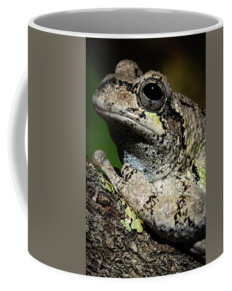Eastern Gray Treefrog Coffee Mug featuring the photograph Eastern Gray Treefrog by Colin Chase