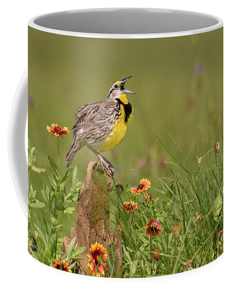 00563400 Coffee Mug featuring the photograph Eastern Meadowlark Calling by Alan Murphy