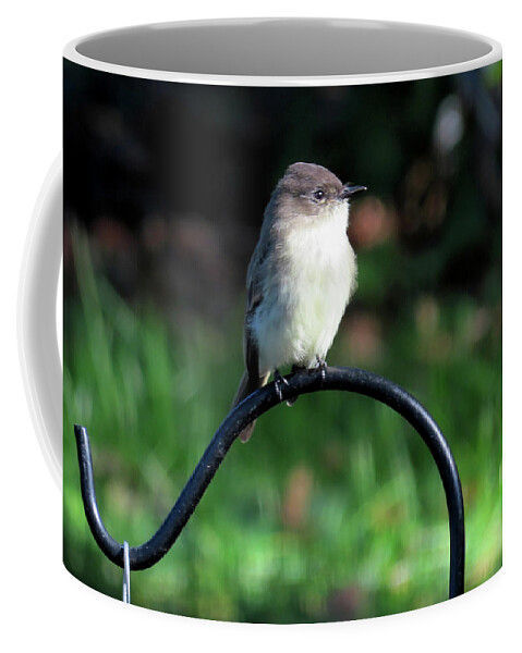 Birds Coffee Mug featuring the photograph Eastern Phoebe by Linda Stern