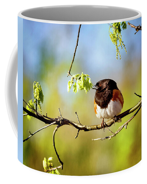 Birds Coffee Mug featuring the photograph Eastern Towhee by Al Mueller
