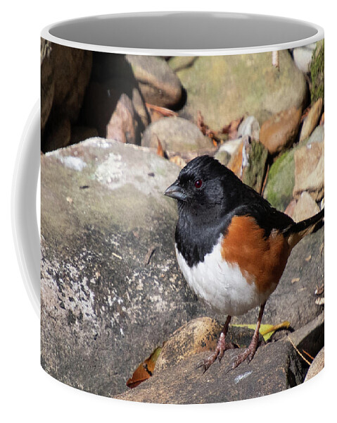 Eastern Towhee Coffee Mug featuring the photograph Eastern Towhee Portrait by Cascade Colors