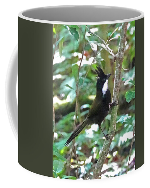 Animals Coffee Mug featuring the photograph Eastern Whipbird by Maryse Jansen